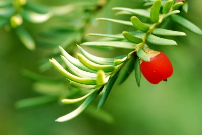 Taxus baccata 'Semperaurea' - tis červený - plod